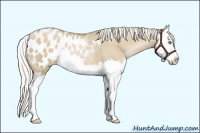 Horse Color:Silver Grullo Pearl Splash Appaloosa 