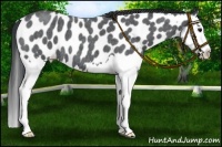 Horse Color:Blue Roan Splash Appaloosa 