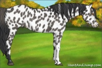 Horse Color:Black Near Leopard 