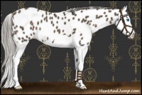 Horse Color:Chocolate Palomino Splash Near Leopard 