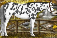Horse Color:Black Splash Near Leopard 