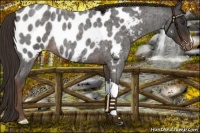 Horse Color:Liver Red Roan Near Leopard 