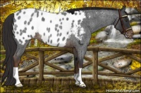 Horse Color:Liver Red Roan Appaloosa 