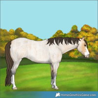 Horse Color:Buckskin Ice Roan 