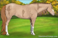 Horse Color:Gold Champagne Ice 