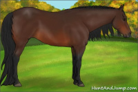 Horse Color:Gray Bay 