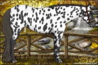 Horse Color:Smoky Black Appaloosa 