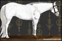 Horse Color:Silver Bay Sabino Appaloosa 