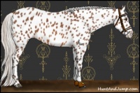 Horse Color:Silver Bay Sabino Appaloosa 