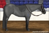 Horse Color:Blue Roan 