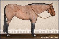 Horse Color:Bay Roan 