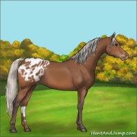 Horse Color:Silver Bay Appaloosa 