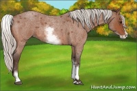 Horse Color:White Spotted Silver Bay Roan Splash 