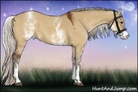 Horse Color:White Spotted Silver Bay Dun 