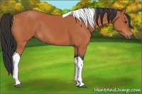 Horse Color:Bay Tobiano 