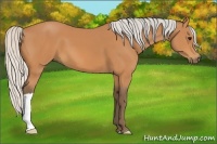 Horse Color:Silver Bay 