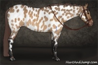 Horse Color:Brown Roan Dun Appaloosa 