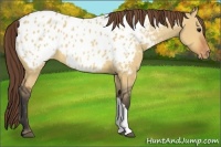 Horse Color:Bay Dun Near Leopard 