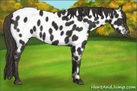 Horse Color:Liver Chestnut Appaloosa 