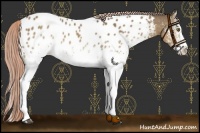Horse Color:White Spotted Chocolate Palomino Appaloosa 