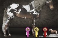 Horse Color:White Spotted Liver Chestnut 