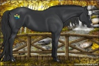 Horse Color:Black and Black Splash