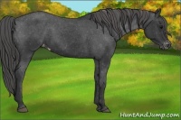 Horse Color:Black Appaloosa 