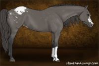 Horse Color:Grullo Varnish 