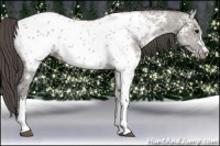 Horse Color:Grullo Ice Near Leopard 