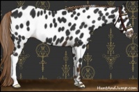Horse Color:Liver Chestnut Leopard 