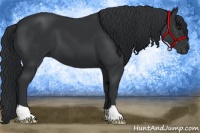 Horse Color:Black 