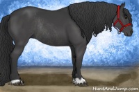 Horse Color:Black Rabicano 