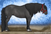 Horse Color:Black Rabicano 
