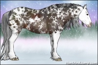 Horse Color:Brown Sabino Splash