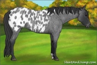 Horse Color:Blue Roan Appaloosa 