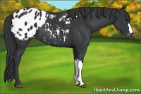 Horse Color:Black Appaloosa