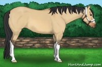 Horse Color:Bay Dun 