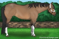 Horse Color:Bay Dun