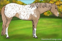 Horse Color:Chestnut Blanket