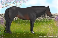 Horse Color:Brown 