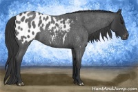 Horse Color:Blue Roan Appaloosa 