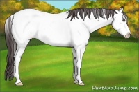 Horse Color:Bay Roan Appaloosa