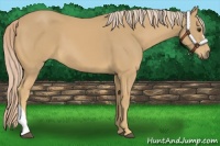Horse Color:Palomino 