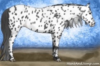 Horse Color:Blue Roan Near Leopard 