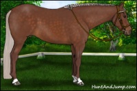 Horse Color:Chocolate Silver Brown 