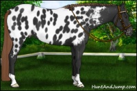 Horse Color:Liver Chestnut Near Leopard 