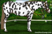 Horse Color:Liver Chestnut Near Leopard 