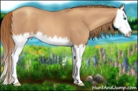 Horse Color:Gold Champagne Roan Splash 