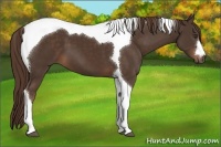Horse Color:Liver Chestnut Tobiano