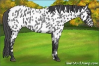 Horse Color:Blue Roan Near Leopard